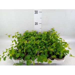 Ficus pumila 'Sunny Green'