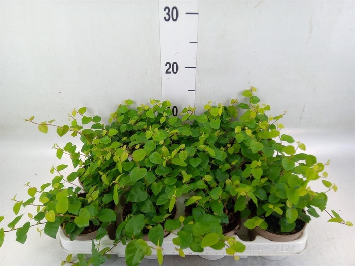 <h4>Ficus pumila 'Sunny Green'</h4>