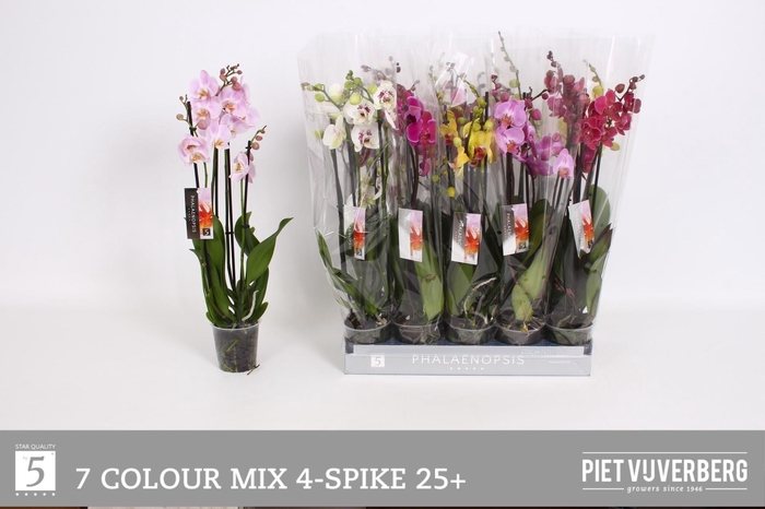 <h4>PHAL GEM 7 KL</h4>