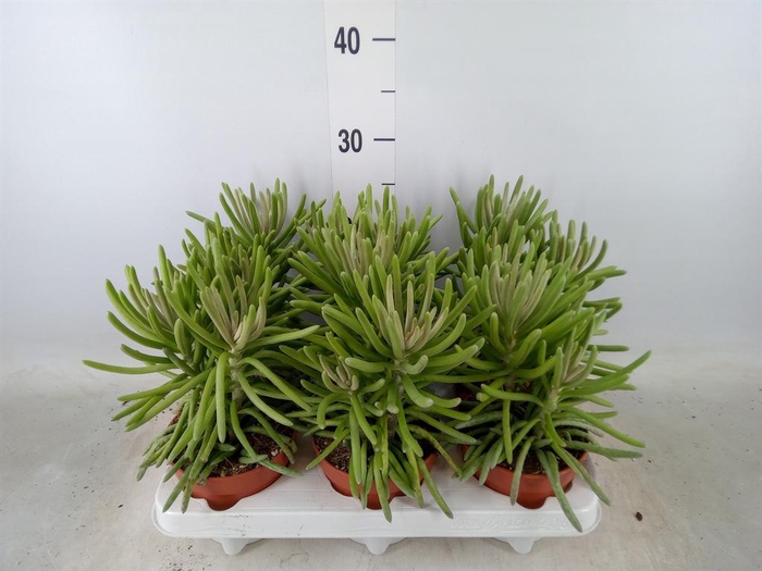 <h4>Senecio   ...</h4>