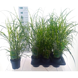 MISC SINENSIS
