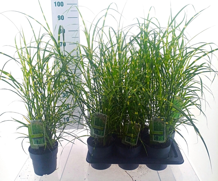 <h4>MISC SINENSIS</h4>