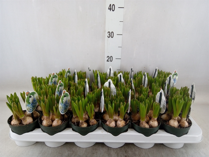 <h4>Muscari  'Mountain Lady'</h4>