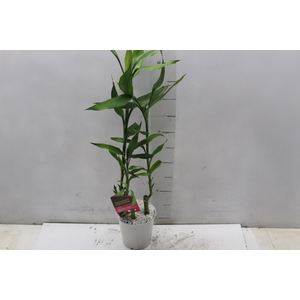 DRACENA LUCKY BAMBOO P12