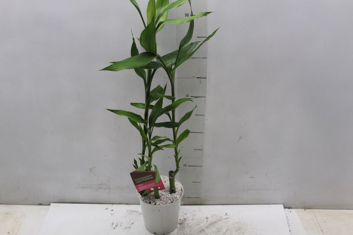 <h4>DRACENA LUCKY BAMBOO P12</h4>
