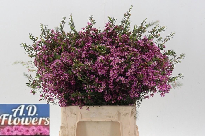 <h4>Cham Un Emma</h4>