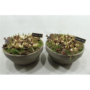 6259 MUSC T.C. GREY XL