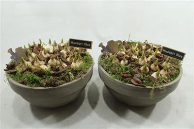 <h4>6259 MUSC T.C. GREY XL</h4>