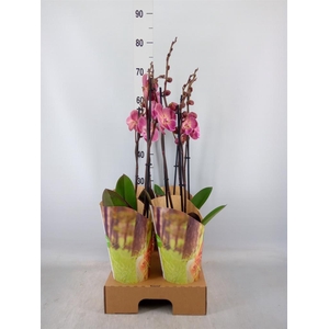 Phalaenopsis   ...orange