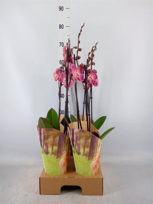 <h4>Phalaenopsis   ...orange</h4>