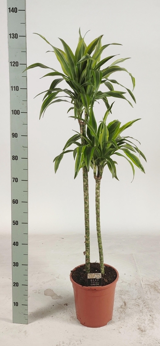 <h4>DRA DE LEMON LIME</h4>