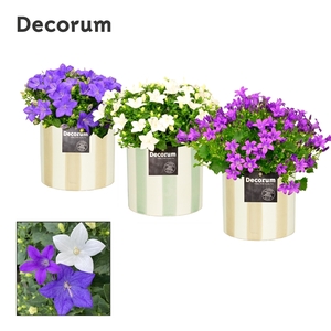 Campanula Mix Decorum Eline