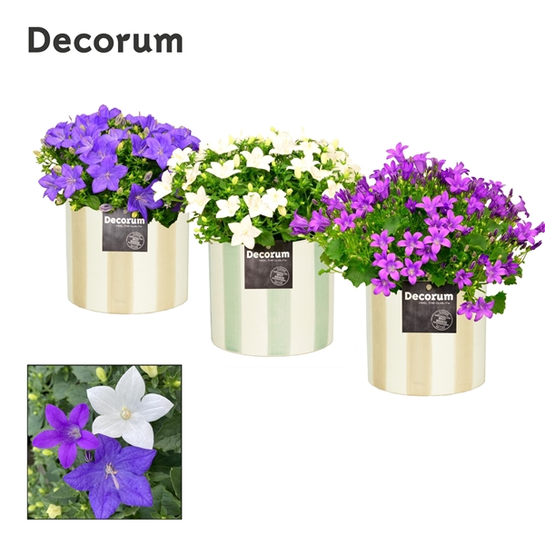 <h4>Campanula Mix Decorum Eline</h4>