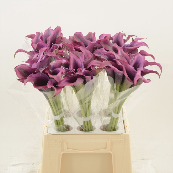 <h4>Calla Dior</h4>