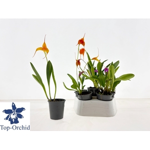 ORCHIDEEEN OVERIG