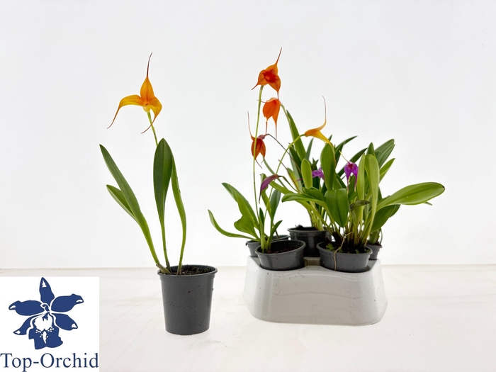 <h4>ORCHIDEEEN OVERIG</h4>
