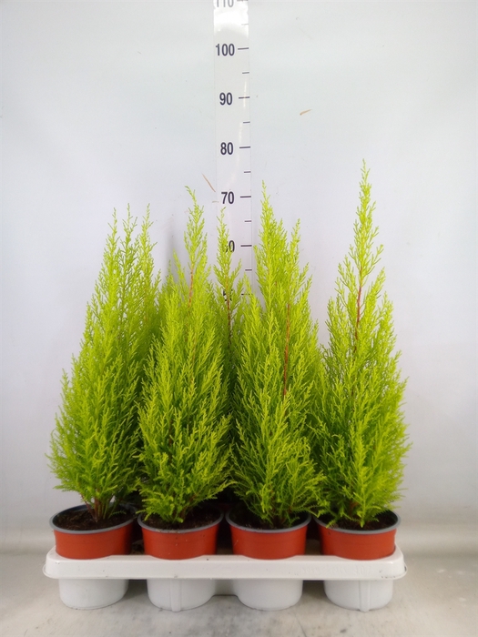 <h4>Cupressus macro. 'Goldcrest Wilma'</h4>