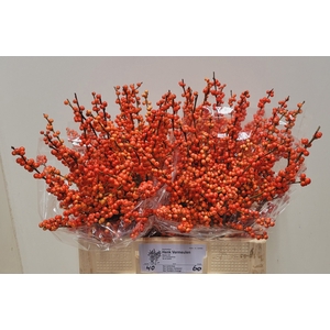 ILEX VE OUDIJ ORANGE