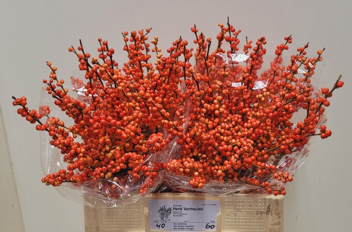 <h4>ILEX VE OUDIJ ORANGE</h4>