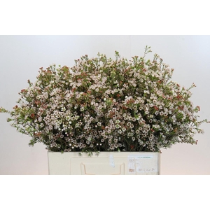 Chamelaucium Blondie