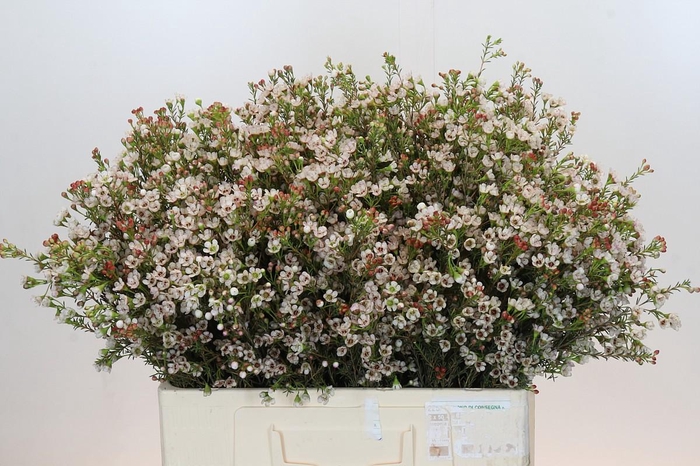 <h4>Chamelaucium Blondie</h4>