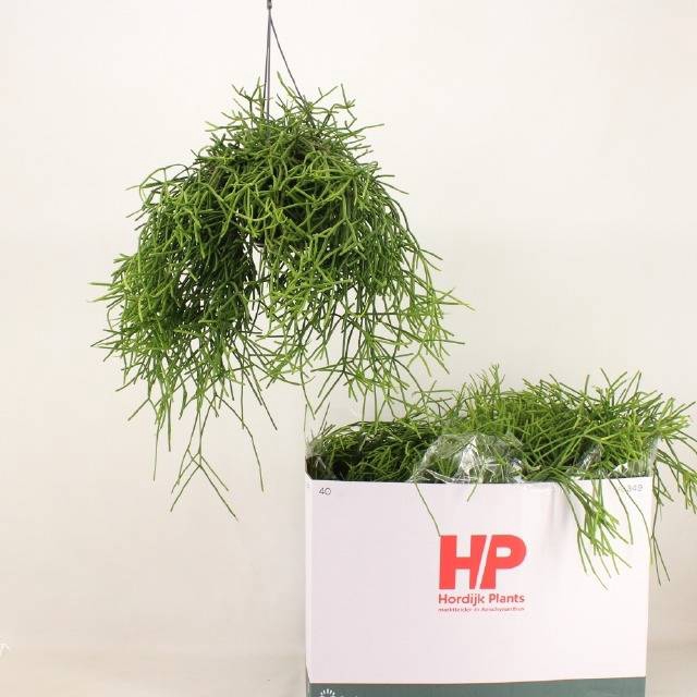 <h4>RHIPSALIS HETEROCLAD</h4>