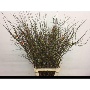 CHAENOMELES JAPONICA