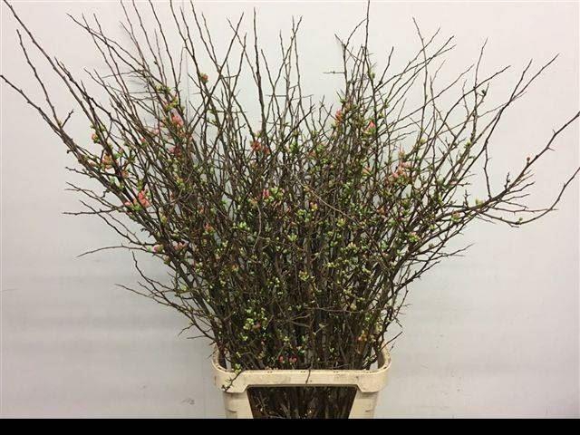 <h4>CHAENOMELES JAPONICA</h4>