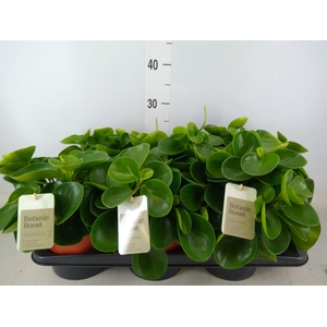 Peperomia obt. 'Green Gold'