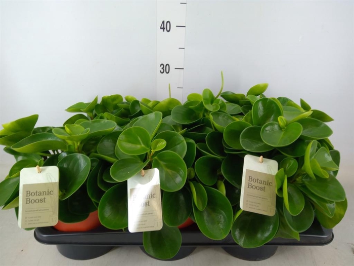 <h4>Peperomia obt. 'Green Gold'</h4>