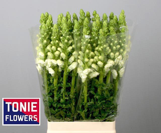 <h4>ANTIR POTO WHITE</h4>