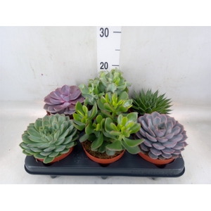 Succulents   ...mix 6
