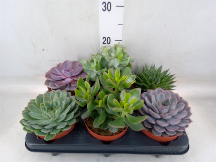 <h4>Succulents   ...mix 6</h4>
