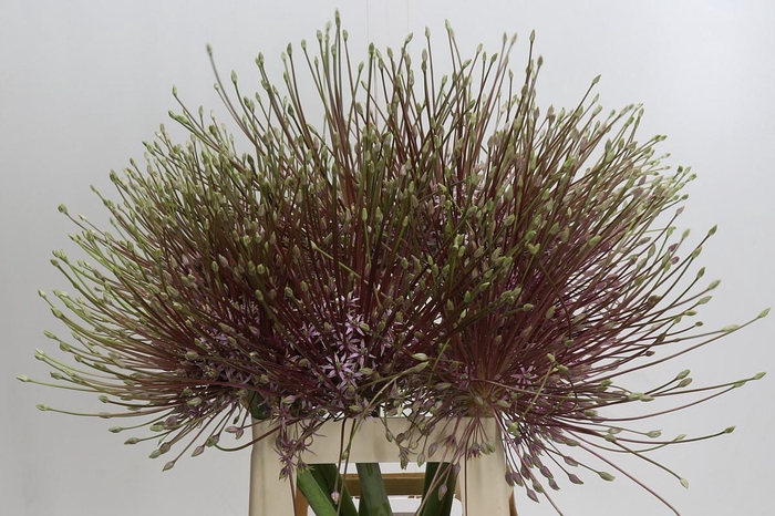 <h4>Allium Schubertii</h4>