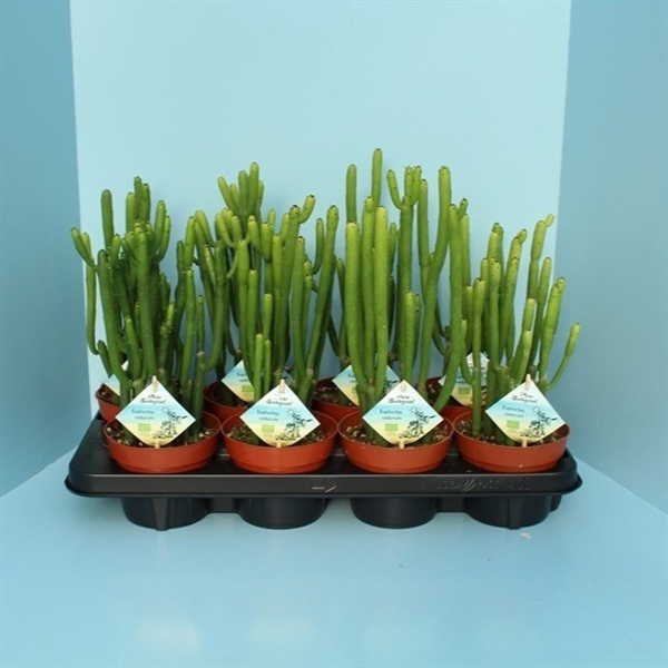 <h4>Bio Euphorbia Cedorum 390-Ced13</h4>