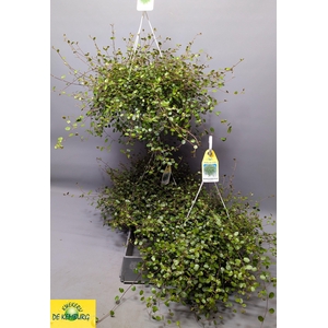 MUEHLENBECK CO MAORI