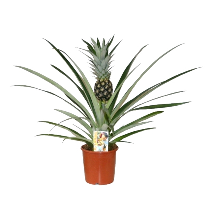 <h4>Ananas Champaca</h4>