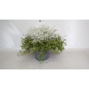 Leucophyta     [Calocephalus]