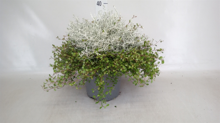 <h4>Leucophyta     [Calocephalus]</h4>