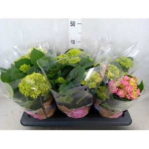 Hydrangea mac.   ...mix