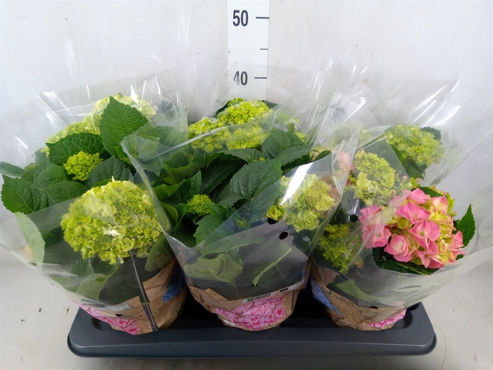<h4>Hydrangea mac.   ...mix</h4>