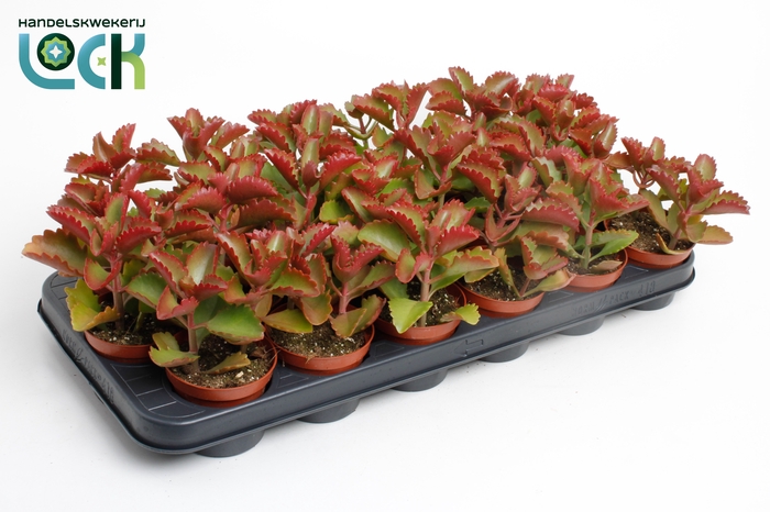 <h4>Kalanchoe Pinatum</h4>