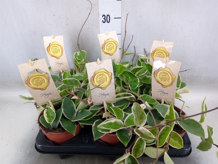<h4>Hoya carnosa 'Krimson Queen'</h4>