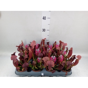 Sarracenia   ...