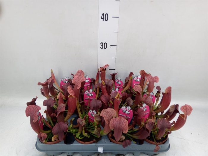 <h4>Sarracenia   ...</h4>