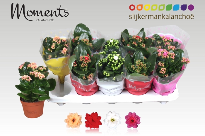 <h4>KAL GE GEM 4 KL</h4>