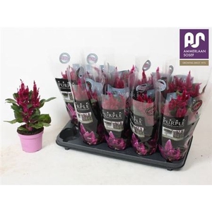 Celosia Merida Caracas Dark