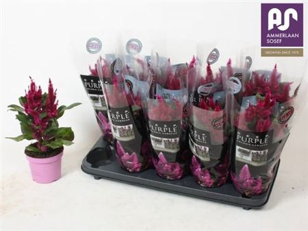 <h4>Celosia Merida Caracas Dark</h4>