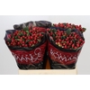 Hypericum True Romance