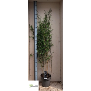 FARG NIT BLACK PEARL